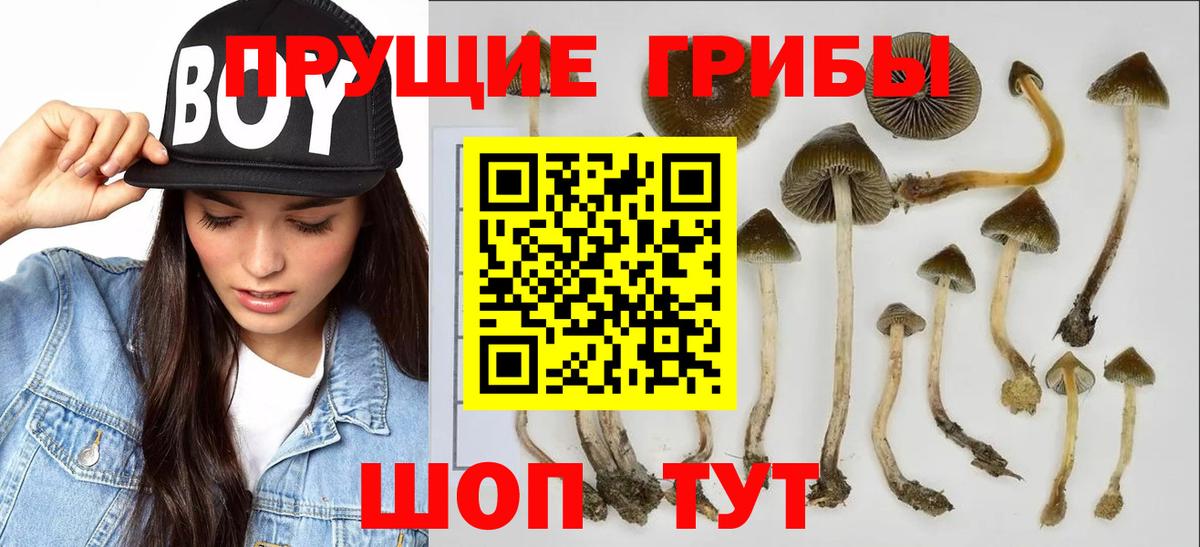 Псилоцибиновые грибы GOLDEN TEACHER  Галлюциногенные грибы Psilocybe  Костомукша  даркнет сайт  Вход с VPN 