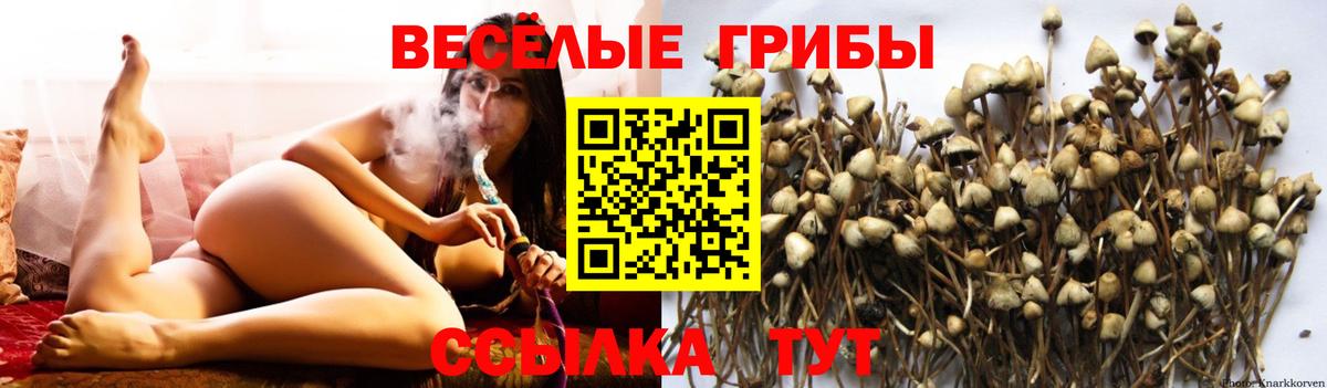 Псилоцибиновые грибы Cubensis Костомукша